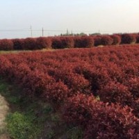 紅葉石楠二喬玉蘭櫸樹廣玉蘭南天竹龍柏雪松紫薇蜀檜雞爪槭紅楓垂