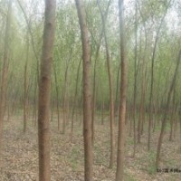 大量出售垂柳、速生柳、金葉榆