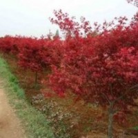 供苗木：紫薇小苗，大葉女貞小苗，黃楊小苗，桂花苗15939708883