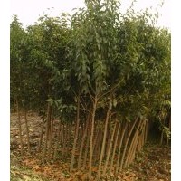 供應大葉女貞，欒樹，垂柳，法桐，國槐