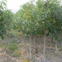 含笑價(jià)格.提供含笑樹(shù)產(chǎn)地.提供含笑樹(shù)報(bào)價(jià)'現(xiàn)在含笑價(jià)格