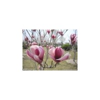 其他綠化苗木價格_2014櫻花,海棠。山楂。紅葉李子,白皮松批...