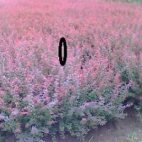 紅葉小檗產(chǎn)地