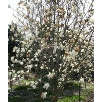 2015年白玉蘭芽苗價(jià)格白玉蘭樹苗產(chǎn)地批發(fā)