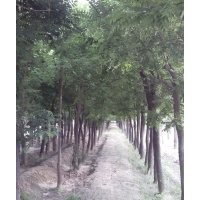 10公分國槐價格