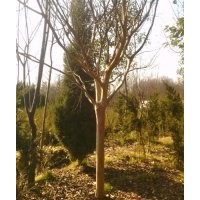 直銷地徑1-12公分百日紅，紅葉李，紫葉桃