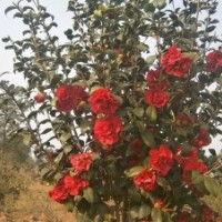 出售丹桂、茶花、樟樹苗木