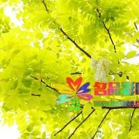 河南名品花木供應(yīng)金葉刺槐優(yōu)惠