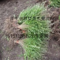 常綠耐寒籬笆苗木一年生小葉女貞苗批發(fā)小葉女貞工程苗