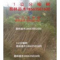 1.5公分榆樹(shù)價(jià)格，2公分榆樹(shù)價(jià)格