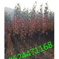 亞當(dāng)海棠苗價格，魔力海棠苗價格