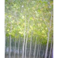 青桐樹價格.梧桐樹價格.12公分梧桐樹報價