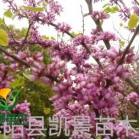 銷(xiāo)售紫荊，紫荊叢生價(jià)格，紫荊基地