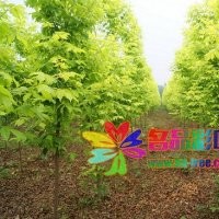 金葉復葉槭規(guī)格齊全