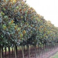 胸徑5公分6公分7公分廣玉蘭價(jià)格，湖南廣玉蘭產(chǎn)地