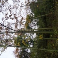 冬青，南陽(yáng)冬青苗木