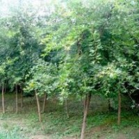 大量供應(yīng)五角楓