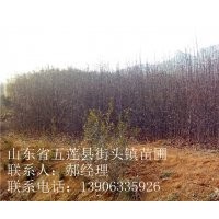 大葉女貞，百日紅，木瓜，高桿櫻花小苗