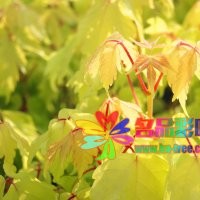 金葉復(fù)葉槭扦插苗嫁接苗