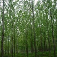 安徽意楊價格，胸徑10公分5公分報價