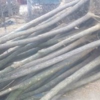 山東8公分國(guó)槐裸根價(jià)格