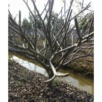 雞蛋花 大腹木棉 大量供應