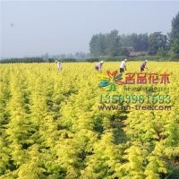 哪里有金葉水杉價(jià)格低質(zhì)量好