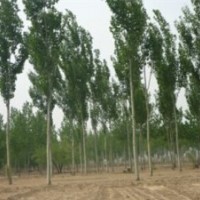 供應(yīng)、各種綠化大小