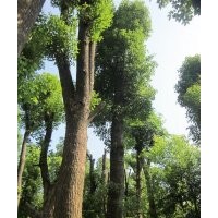 供應(yīng)25公分精品骨架欒樹(shù)，胸徑30公分移植欒樹(shù)，30公分欒樹(shù)價(jià)格