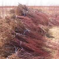 出售各種規(guī)格檉柳，（又名紅柳）量大優(yōu)惠。