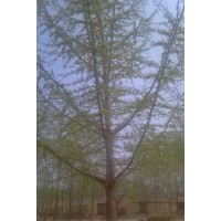 邳州海峰供應35公分銀杏樹 銀杏樹價格