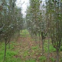 供山西嫁接西府海棠成品苗