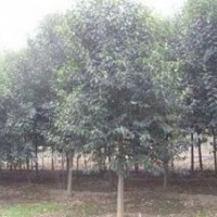 精品大葉女貞價格 當(dāng)年大葉女貞小苗價格 2公分3公分大葉女貞價格