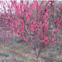 大量紅葉碧桃小苗批發(fā)，3-8公分紅葉碧桃供應(yīng)，優(yōu)質(zhì)紅葉碧桃價(jià)格