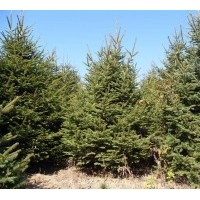 出售云杉