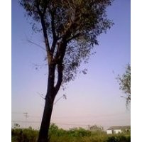 現(xiàn)在黃連木價(jià)格 米徑10公分15公分20公分黃連木價(jià)格