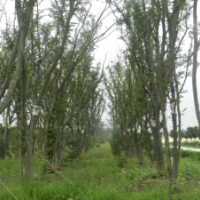 叢生黃連木移栽苗