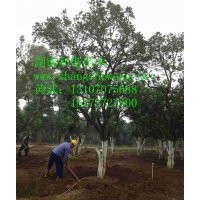 安徽香櫞、江蘇香櫞、浙江香櫞、湖北香櫞