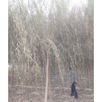 10公分垂柳價(jià)格