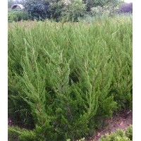 龍柏低價處理，蜀檜地徑處理，刺柏地徑處理