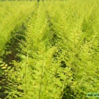 高矮接金葉榆，叢生金葉榆