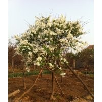 供應(yīng)丁香，冬青球，法桐，各規(guī)格全