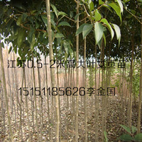 平茬1.5米高大葉女貞苗樹形筆直常綠1米高大葉女貞苗基地