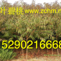 5公分碧桃，7公分碧桃價(jià)格，3公分碧桃報(bào)價(jià)