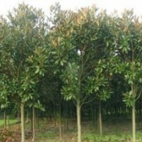 南京精品廣玉蘭價(jià)格 供應(yīng)10公分12公分15公分廣玉蘭價(jià)格