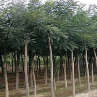 10公分國槐價格