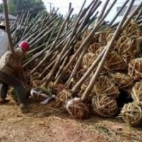 苗圃供應5公分欒樹價格 江蘇欒樹報價