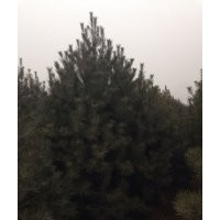 供應(yīng)3米以上白皮松