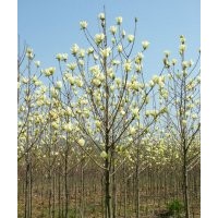 供應(yīng)黃玉蘭，黃玉蘭苗，江蘇黃玉蘭，別名：望春 、木蘭，黃玉蘭
