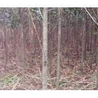 大量供應(yīng)2、3公分桂花，數(shù)量幾十萬株